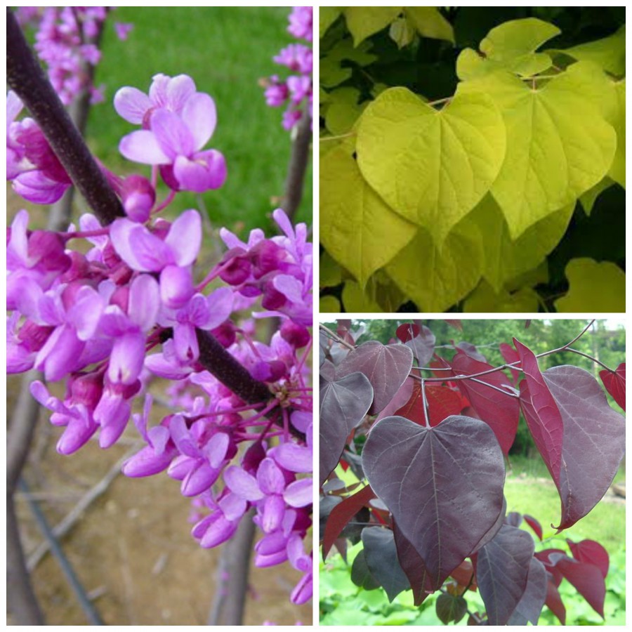 Eastern Redbud diversity